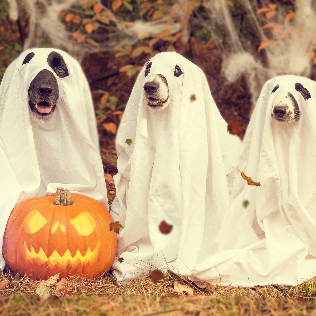 Hauntingly Good Times Await: Halloween in the Hamptons